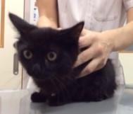 真っ黒おとなしい女の子