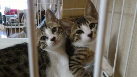 ノラちゃんの子猫5兄弟のうちの2匹