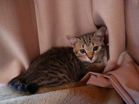 慎重でビビリん坊、ボブテイルです♬