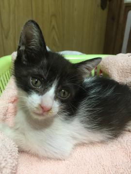 3兄妹のハチワレ女の子！