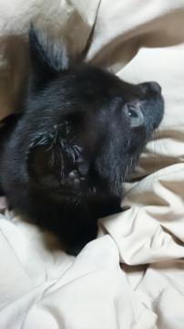 かわいい黒猫赤ちゃん