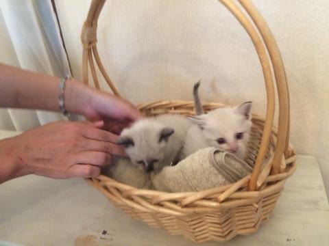 かわいいシャム風子猫ちゃん
