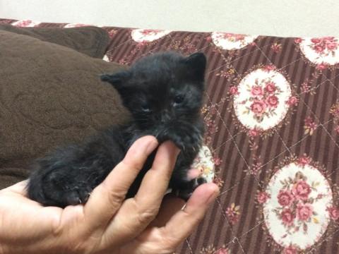 カッコ良い黒トラ