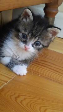 かわいいキジトラ兄妹