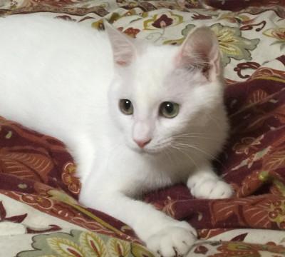 美猫な白猫さんです♪