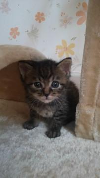 かわいいキジトラ兄妹