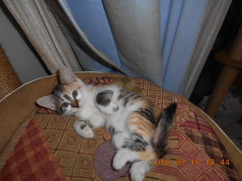 天真爛漫なミケちゃん