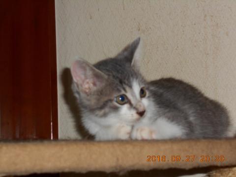 ミステリアスなパステルグレーの女の子