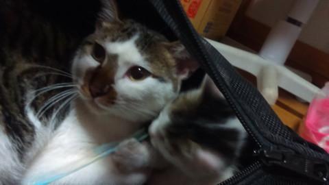 人間が苦手だったけど、今は大好きです。