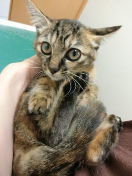 愛らしいさび猫