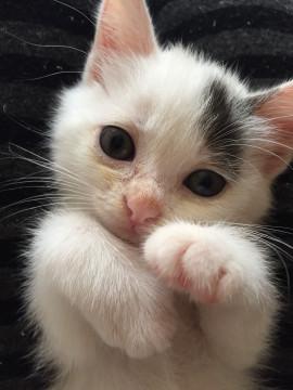 オコジョみたいな子猫ちゃん