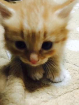 茶トラの仔猫ちゃん