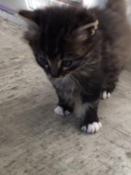 白靴下もこもこトラ柄仔猫ちゃん