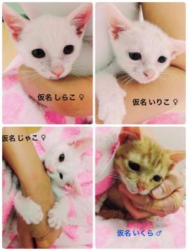 名古屋   4匹兄弟の里親様募集