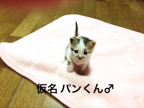 名古屋   パンくんの里親様募集