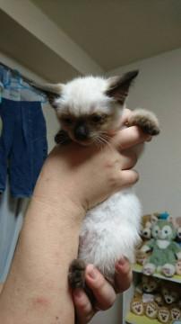 ちっちゃなシャムちゃん
