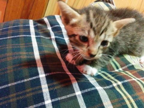 ふわふわ子猫ちゃん