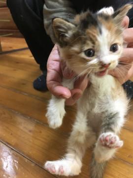 綺麗な三毛猫ちゃん