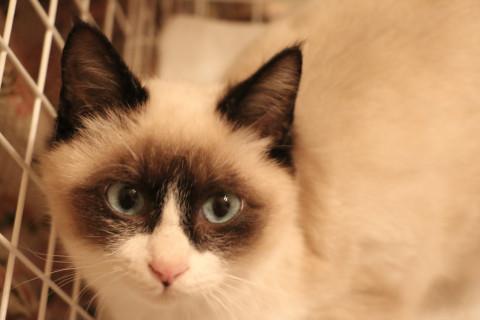 ラグドール風?の美猫ちゃん