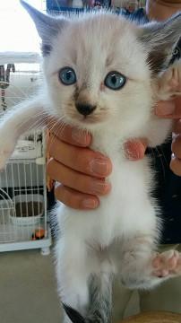 フワフワ☆男の子