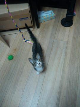 キジネコくん・手足のみ白