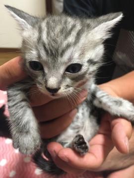 9/10産まれ子猫