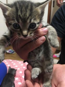 9/10産まれ子猫