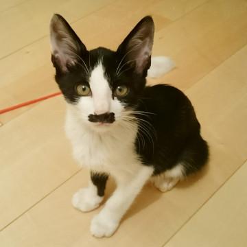 チョビヒゲ柄がかわいい男の子です。