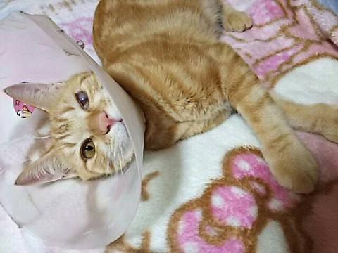 地域猫現場に遺棄されたアメ太郎