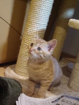 仔猫の里親になって下さい