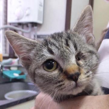 子猫の里親募集中！！ゆいちゃん♪