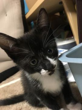 白黒猫ちゃん