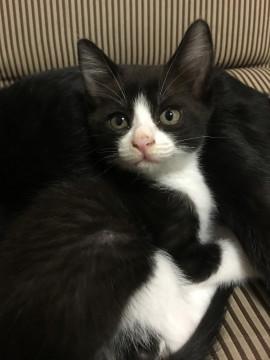 白黒猫ちゃん