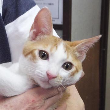 子猫の里親募集中！！聖くん♪