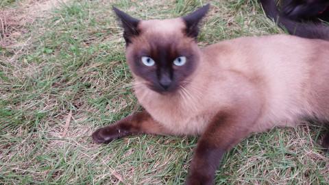 シャムねこシャーロン