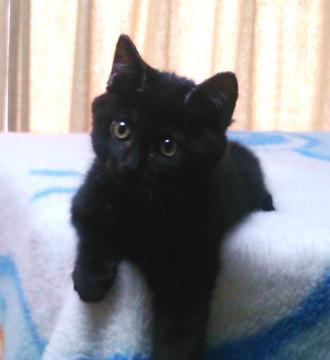 少しだけ白い黒猫ちゃん