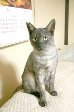 膝でゴロゴロ猫とも仲良し3歳のシルバー君