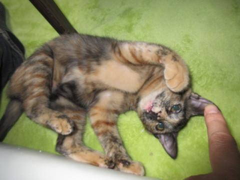 メガネサルのような愛嬌のある顔