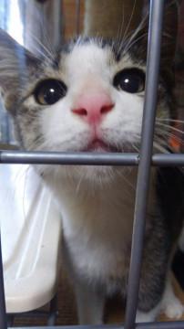 抱っこ大好き！人馴れOKのイケメン君