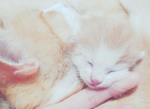 かわいい子猫ちゃん