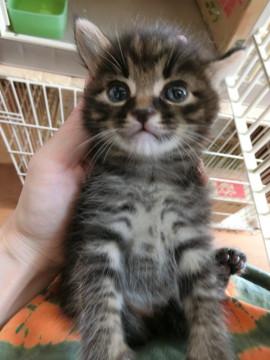 生後１か月半　きじとらくん