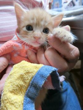 生後１か月半　茶トラくん