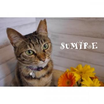 むぎわら美少女のスミレちゃん