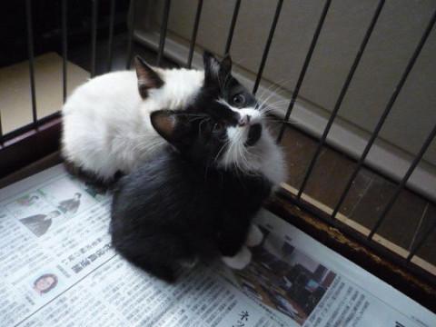 ちっちゃい白黒ちゃん