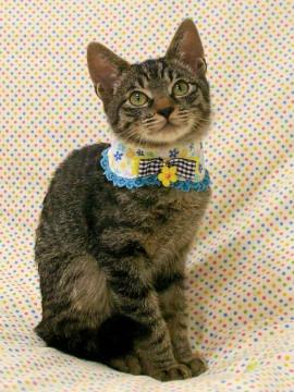 ピカチュウの尻尾を持つトーリ 動画あり