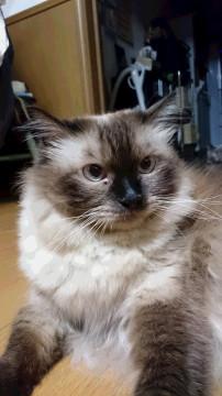 落ち着いた大人猫