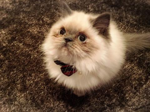 猫]東京都の里親募集 ヒマラヤン☆彡.。