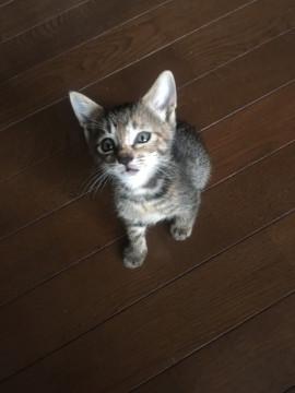 元気なキジトラの子猫です。