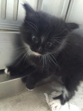 白靴下エプロンモフモフ子猫ちゃん