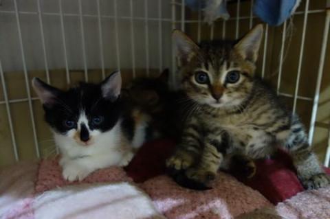 ★生後１か月の三毛ちゃん★